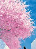 指出小饭馆的筷子有霉菌后，全校逼我道歉